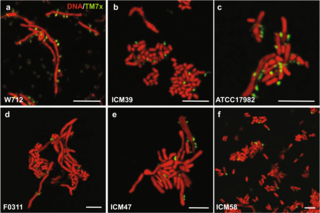 <span class="mw-page-title-main">Saccharibacteria</span> Bacterial lineage