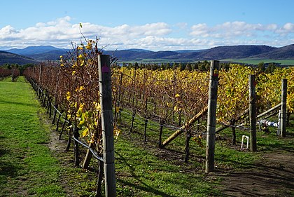 A vineyard in Tasmania