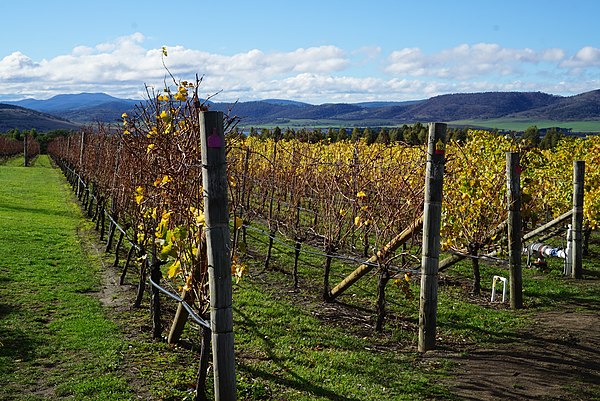 A vineyard in Tasmania