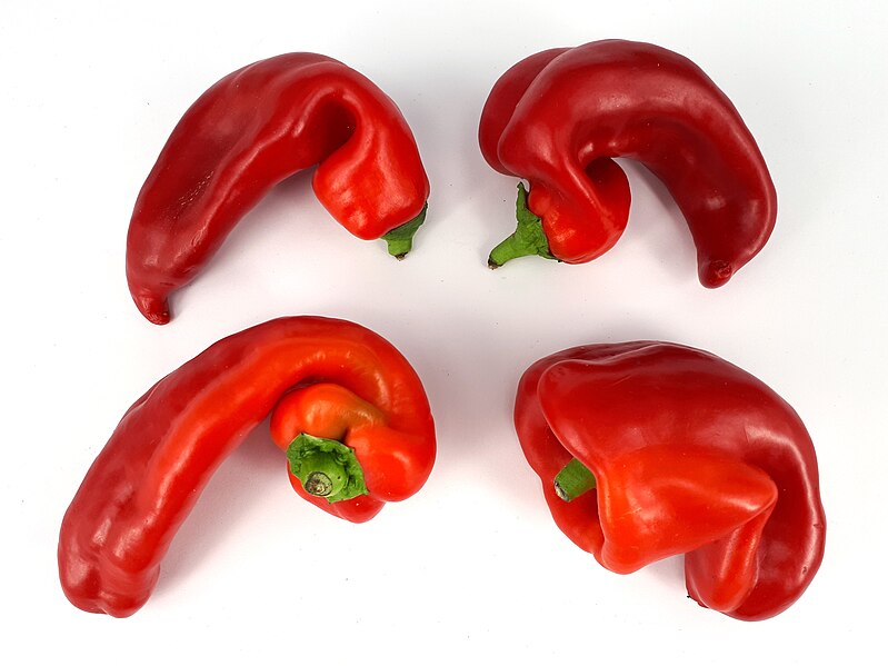 File:4 x Bent red capsicum 2017 A.jpg