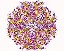 Modèle tridimensionnel de l'enzyme