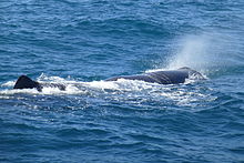 Sperm whales made Kaikoura as a world-famous whale-watching region 6(23) Sperm whale.JPG