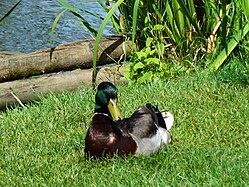 Bad Buchau, Stockente