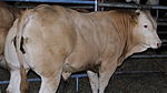 Bezerro Blonde d'Aquitaine de 9 meses produzido na Alemanha com um peso de 402 kg.JPG