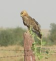 Pokaran, district Jaisalmer, Rajasthan, India