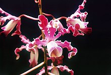 A et B Larsen orchidées - Schomburgkia undulata 611-20.jpg