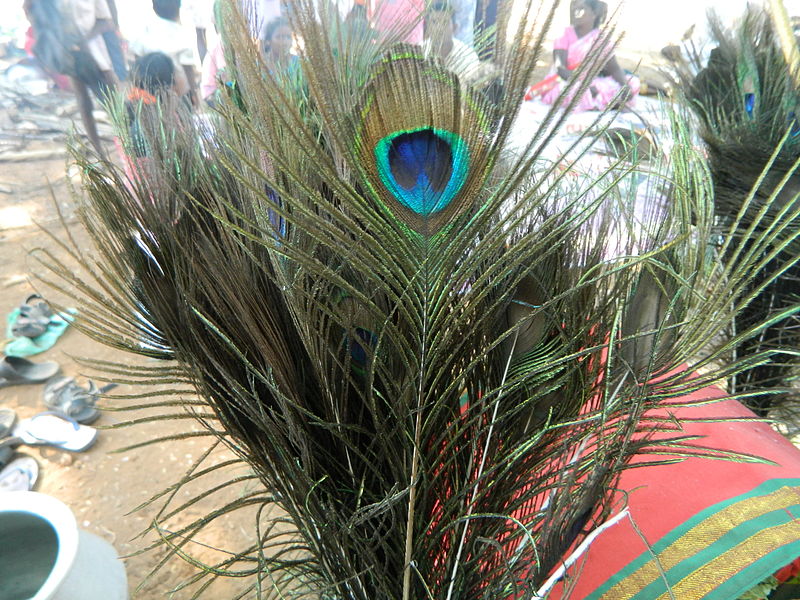 File:A close-up of peacock's feather.JPG