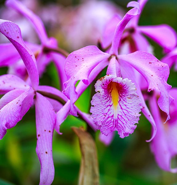 File:A delightful visit to the Quito Botanical gardens - (16659209645).jpg