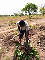 A farmer in the farm