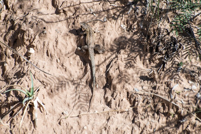 File:A lizard pauses to evaluate an intruder into its turf on the floor of Palo Duro Canyon in Armstrong County in the Texas panhandle LCCN2014633666.tif
