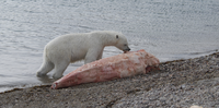 The hypocarnivorous American black bear (Ursus americanus) vs. the hypercarnivorous polar bear (Ursus maritimus)[198]