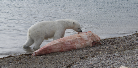 A polar bear scavenging a narwhal carcass