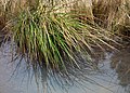 * Nomination A tuft of lakeshore bulrush (Schoenoplectus lacustris) in a ditch in Gåseberg, Lysekil Municipality, Sweden. --W.carter 16:17, 28 May 2017 (UTC) * Promotion  Support Good quality.--Agnes Monkelbaan 16:21, 28 May 2017 (UTC)