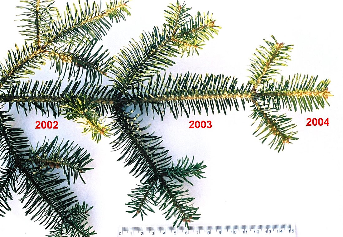 File:Abies alba 02.jpg