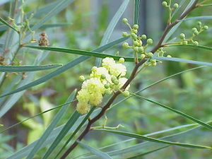 Acacia melanoxylon2.jpg