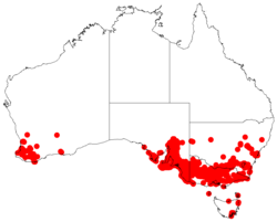 Distribuição natural de Acacia pycnantha.