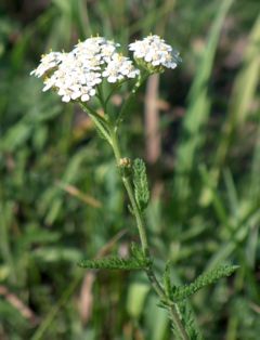 Бял равнец (A. millefolium)