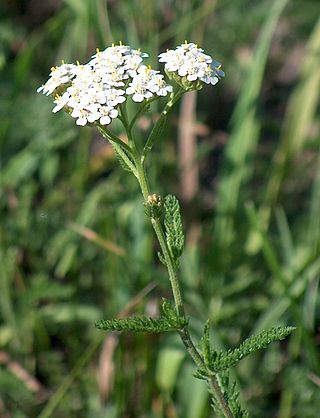 <i>Achillea</i> Genus of flowering plants