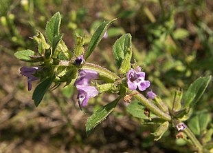 Voldtimian (Acinos arvensis) er rigtblomstrende.