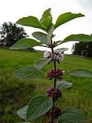 Ackerminze (Mentha arvensis).JPG