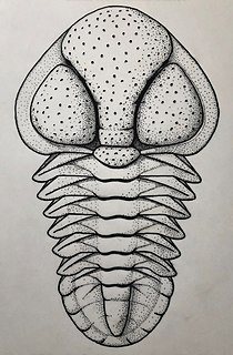 <i>Acontheus</i> Extinct genus of trilobites