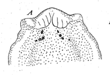 Flatworm head line illustration with four pairs of black eyes and two knobby lobes