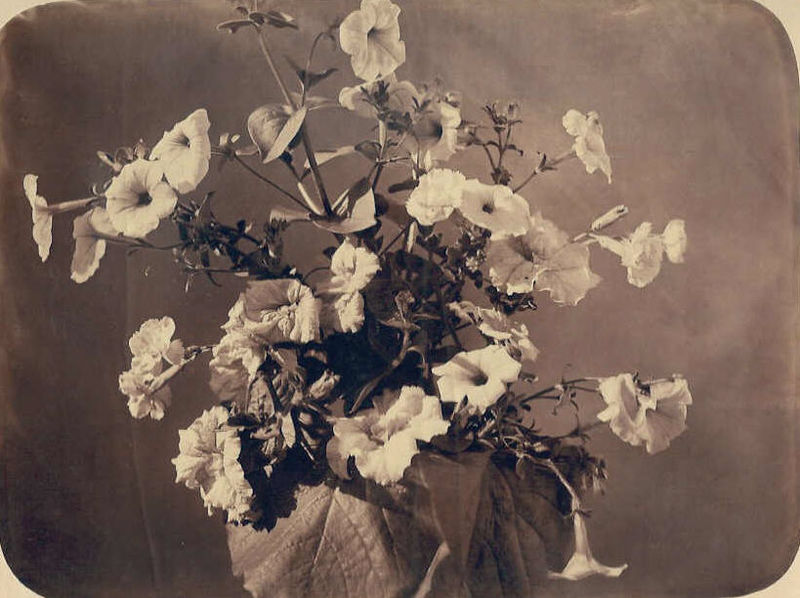 File:Adolphe Braun - Flower study.jpg