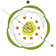 Floral diagram of A. hippocastanum. The light green structure denotes nectary. Floral formula: \ K5 C2:2 A5+2
G
(3). Aesculus hippocastanum floral diagram colored.svg