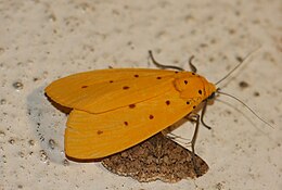 Agape chloropyga (Noctuidae Aganainae) 2.jpg