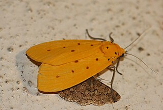 <i>Agape chloropyga</i> Species of moth