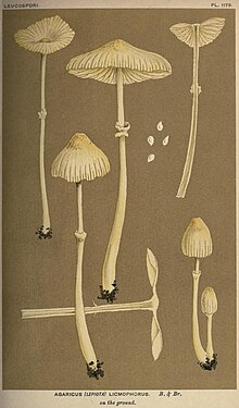 M.C.Cooke's illustration, 1881 - 1891 AgaricusLepiotaLicmophorus.jpg