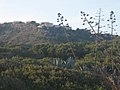 Agave, Spain