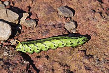 Larva di Agrius convolvuli (Sphingidae), impiegata in Botswana, Sudafrica e Zambia per il consumo umano