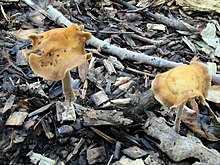 Agrocybe arvalis (фр.) Heim & Romagn 552681.jpg