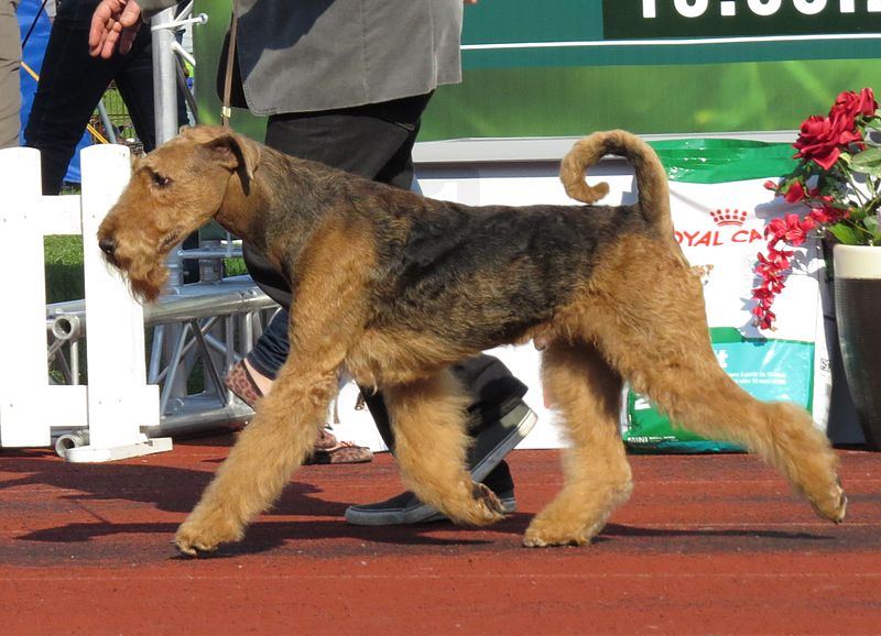 File:Airedale in Tallinn.JPG