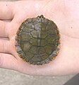 Alabama red-bellied turtle hatchling, carapace view.jpg