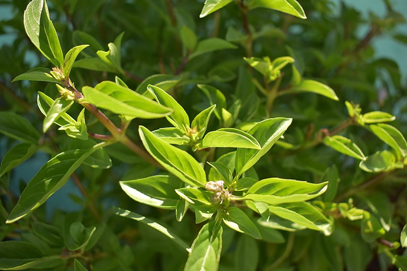 Flores de la albahaca