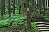 Trail through the cypress forests