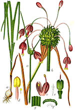 Miniatura para Allium carinatum