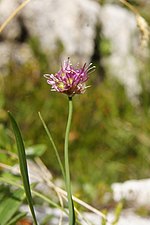 Vignette pour Allium kermesinum