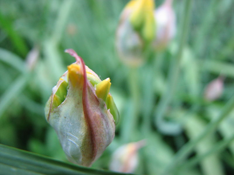 File:Allium moly Bud.jpg