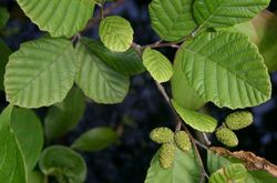 Blöð á Gráelri (Alnus incana)