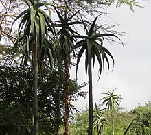 Aloe ballyi imported from iNaturalist photo 677965 on 19 November 2020.jpg