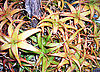 Aloe bruynsii 3.JPG