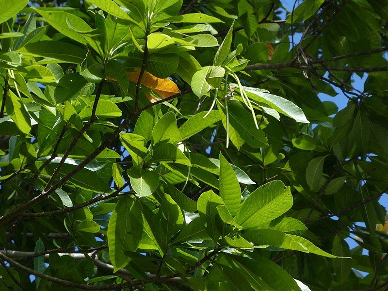 File:Alstonia-muelleriana-SF22210-04.jpg