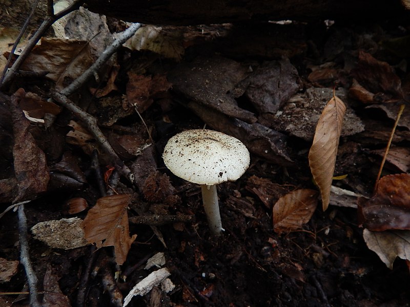 File:Amanita cylindrispora Beardslee 806280.jpg