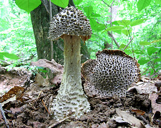 <i>Amanita onusta</i> Species of fungus