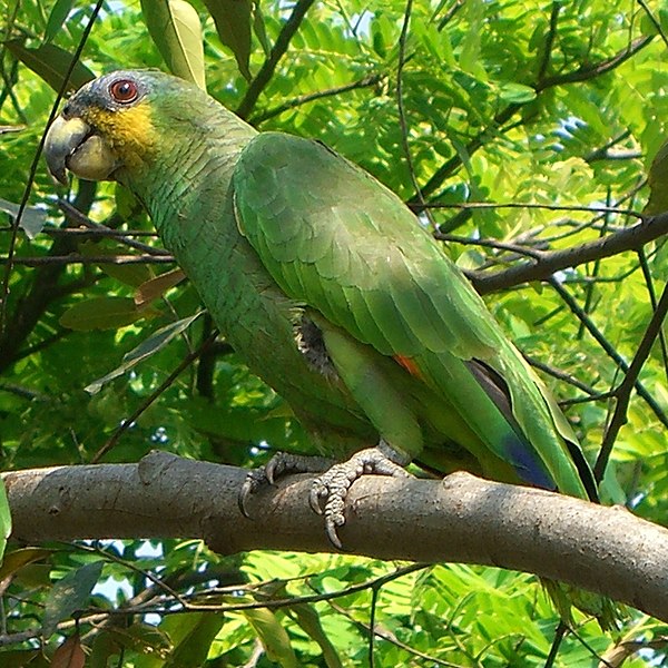 File:Amazona amazonica 2c.jpg