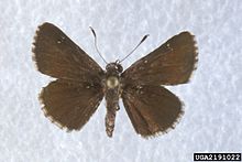 Dusky roadside skipper, G2 - imperiled Amblyscirtes alternata 2191022.jpg