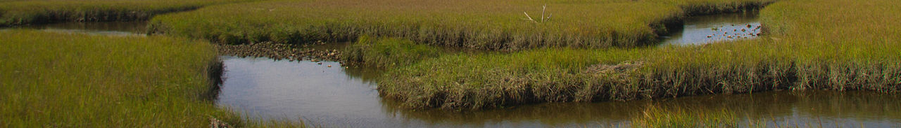 Marshlands on Amelia Island